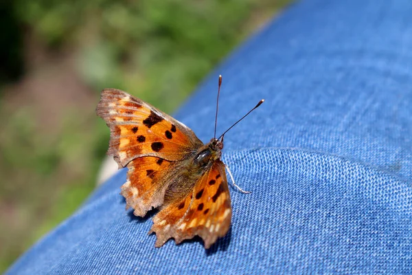 Pomarańczowy Motyl Polygonia Ogrodzie — Zdjęcie stockowe