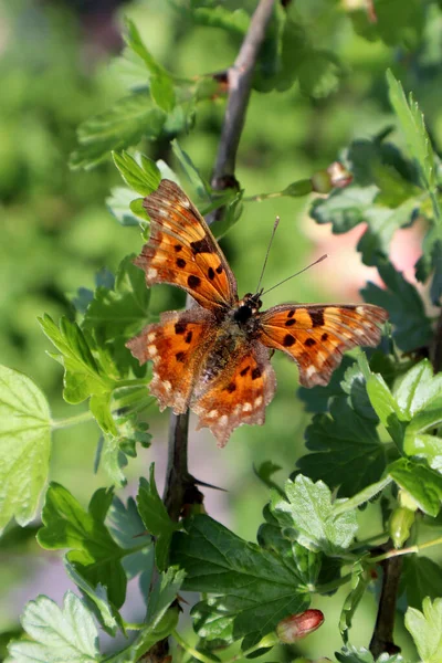 Papillon Orange Polygone Dans Jardin — Photo