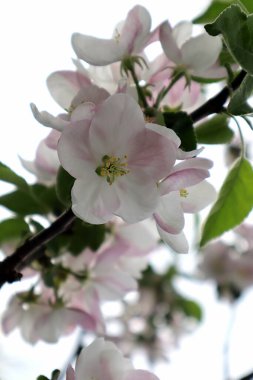 Elma ağacı çiçekleri. Çiçekli bahar bahçesi. Doğal arkaplan.