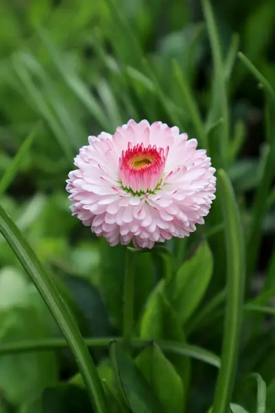 Light pink daisy flowers in the garden.