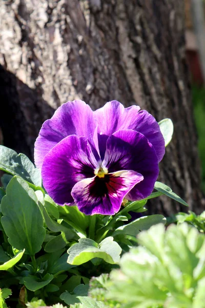 Bahçede Mor Çiçekler — Stok fotoğraf