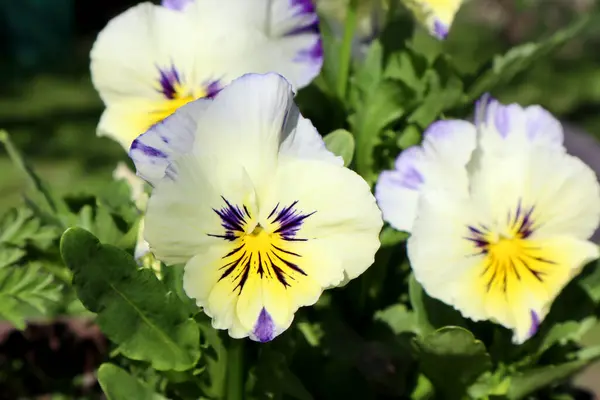 Violet Bunga Taman — Stok Foto