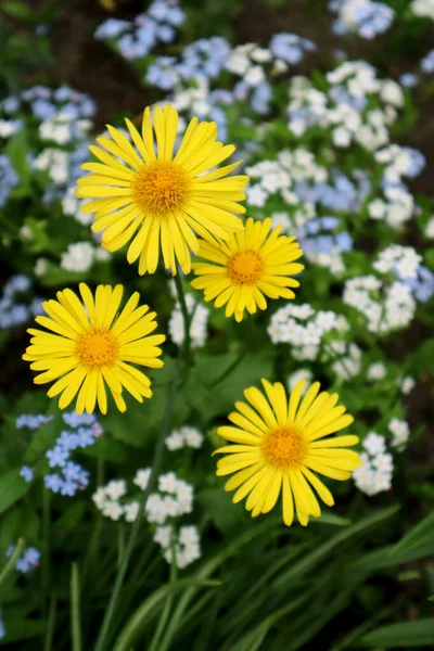 Yellow Doronicum Flowers Garden — Stock Photo, Image