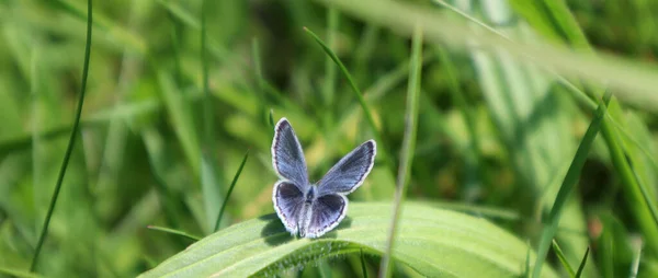 Lycaenidae Fjäril Sitter Gräset Naturlig Bakgrund — Stockfoto