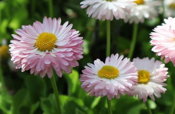 Light Pink Daisy Flowers Garden — Stock Photo, Image