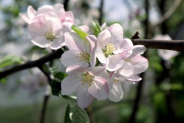 Bahçedeki elma ağacı çiçekleri
