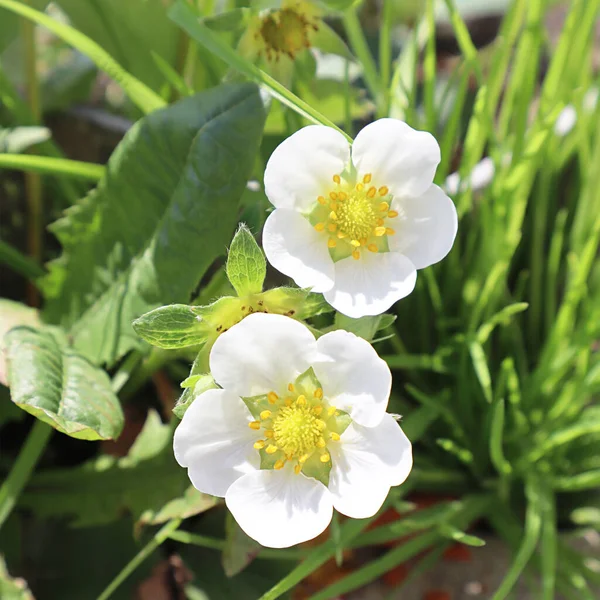 花园里的白色草莓花 — 图库照片