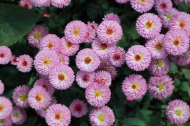 Bahçedeki pembe papatya çiçekleri