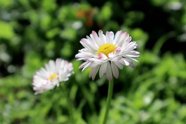 Flowers White Daisies Garden — Stock Photo, Image