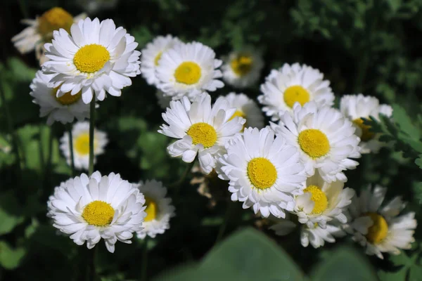 Flowers White Daisies Garden — Stock Photo, Image