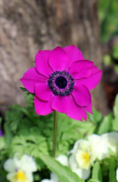 Purple Anemone Flower Garden — Stock Photo, Image