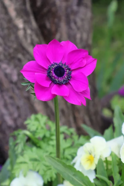 Purple Anemone Flower Garden — Stock Photo, Image