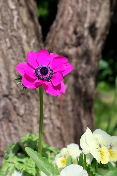 Purple Anemone Flower Garden — Stock Photo, Image