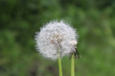 Çayırdaki beyaz karahindiba çiçeği