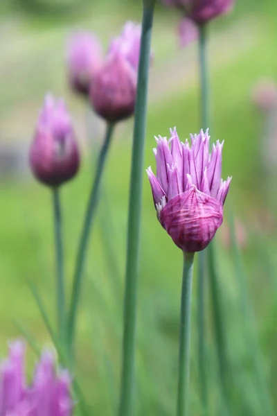 Ozdobne Kwiaty Allium Ogrodzie — Zdjęcie stockowe