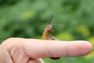 Üzüm salyangozu parmağına oturur ve sağa bakar.