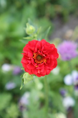 Doğal çiçek geçmişi var. Bahçedeki kırmızı zinya çiçeği.