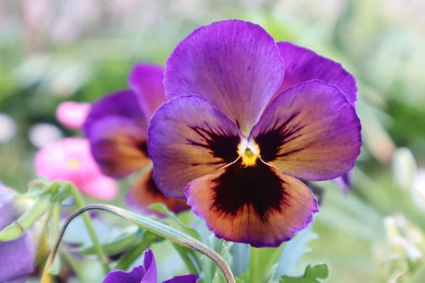 Violet Wittrock Multi Colored Flower Grows Meadow — Stock Photo, Image