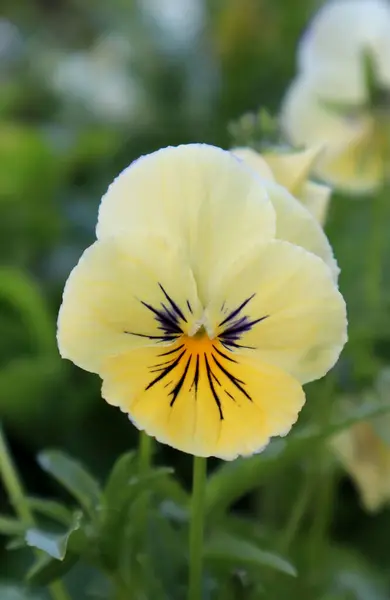 Violetta Strega Fiore Multicolore Cresce Nel Prato — Foto Stock