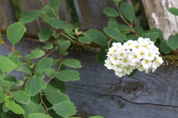 Fiori Gelso Giardino — Foto Stock