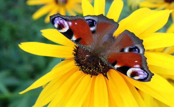 Peacock Butterfly Sits Yellow Rudbeckia Flower — Stock Photo, Image