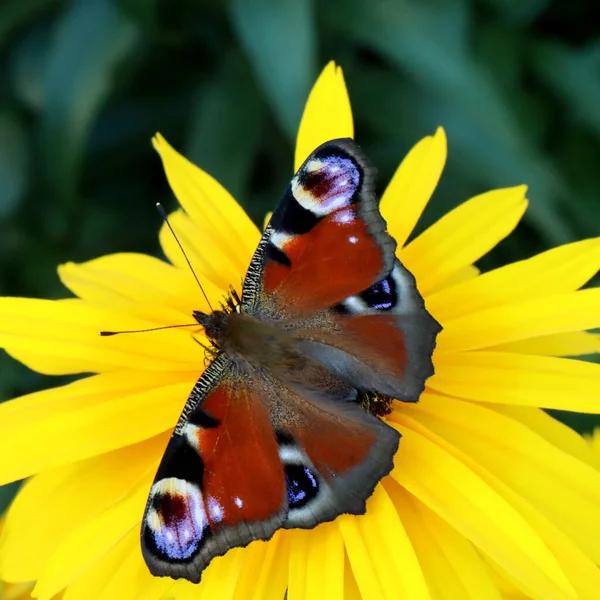 Peacock Butterfly Sits Yellow Rudbeckia Flower — Stock Photo, Image