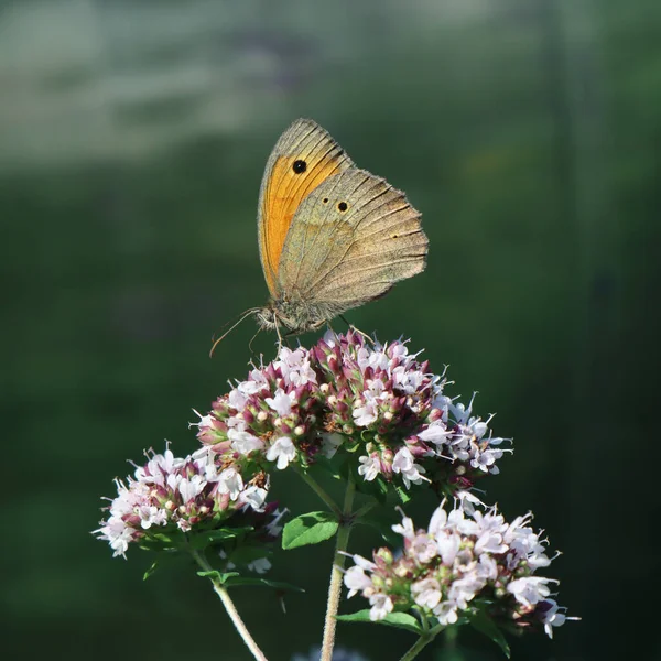 Common Sennitsa Butterfly Sits Sage Flower — Stock Photo, Image