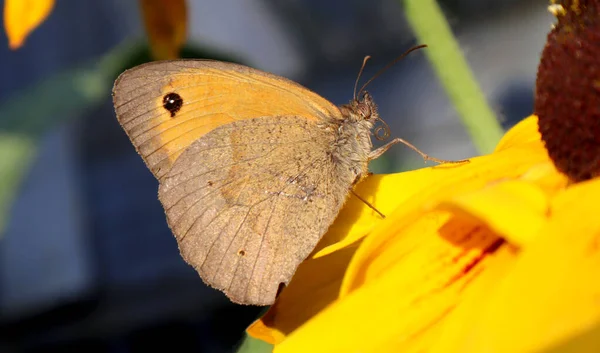 Common Sennitsa Butterfly Sits Yellow Rudbeckia Flower — Stock Photo, Image