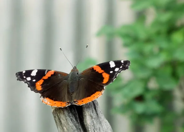 Amiral Papillon Dans Nature — Photo
