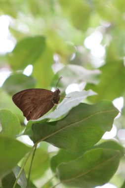 Coenonympha kelebeği ağacın yapraklarında oturur. Doğal arka plan. Dikey fotoğrafçılık.