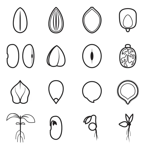 Zaad pictogrammenset, die vertegenwoordigt de meest voorkomende soorten zaden zoals bonen, boekweit, tarwe, zonnebloem, pompoen, castor, soja, enz. — Stockvector