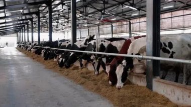 İneklerin geniş bir ahırda yavaş yavaş yakınlaşarak huzur ortamını ve beslenme alanının planlarını vurguladıkları görülmektedir.