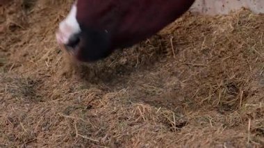 Kahverengi ve beyaz inek ahırda samanla besleniyor, çiftlik hayvanlarının doğal beslenme davranışlarını vurguluyor, sahnelerin özünü yakalamak için pürüzsüz bir zum sağlıyor.