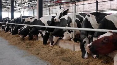 İnekler, iyi aydınlatılmış bir ahırda samanla beslenirken, sakin doğalarını ve beslenme alanının planlarını ön plana çıkarırken görülüyor. Kamera detaylar için yakınlaşıyor.