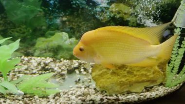 Sarı bir balık akvaryumda rahat bir şekilde süzülür, yemyeşil su bitkileri ve dekoratif kayaların arasında zikzak çizer, canlı rengini ve dinamik yüzme hareketini vurgular.