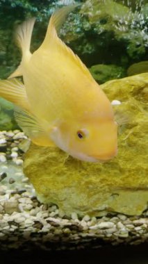 Sarı bir balık suda süzülür, kameraya yaklaşır, pullarını ve akvaryumdaki çakıl taşlarını vurgular.