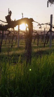 Gün ışığı bağda parlıyor, canlı yeşil çimenleri ve karmaşık sarmaşık yapılarını vurguluyor. Sahne, doğanın özünü gün geceden geceye yansıtıyor.