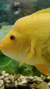 Sarı bir balık akvaryumda süzülür, renkli su bitkilerinin ve pürüzsüz çakıl taşlarının etrafında dolaşır, sıvı hareketlerini ve canlı detayları gösterir.