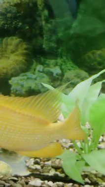 Sarı bir balık yemyeşil su bitkilerini sorunsuzca geçerek su altı habitatıyla akışkan hareketini ve etkileşimini gösterir ve dinamik bir görsel deneyim yaratır.