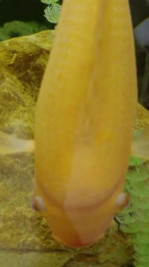 Canlı bir sarı balık akvaryumda süzülür, kayalık yüzeyde gezinir ve yiyecek ararken ve su ortamını incelerken etrafını inceler.