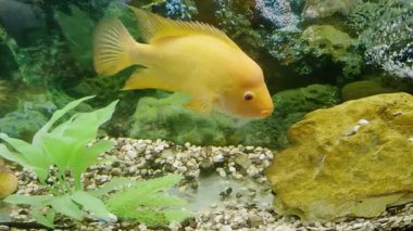 Sarı bir balık akvaryumda süzülür, kayaların ve su bitkilerinin etrafında dolaşır, canlı rengini ve hareketlerini sakin bir sualtı sahnesinde sergiler.