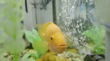 Turuncu bir balık yemyeşil su bitkilerinde gezinir, hareket ederken kabarcıklar yaratır, akvaryum habitatı içindeki dinamik etkileşimi vurgular.
