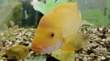 Parlak sarı bir balık akvaryumda akıcı bir şekilde hareket eder, yüzgeçlerini ve pullarını göstererek çakıl taşlarını ve su bitkilerini geçerek canlı bir sualtı sahnesi oluşturur.