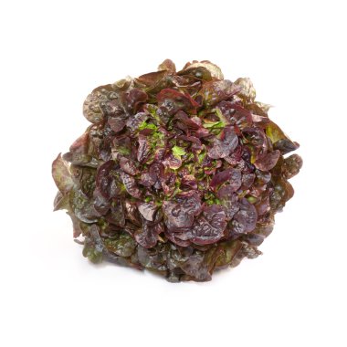 izole meşe yaprak marul