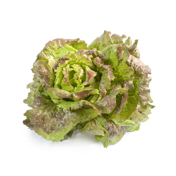 Батавийский салат изолирован — стоковое фото