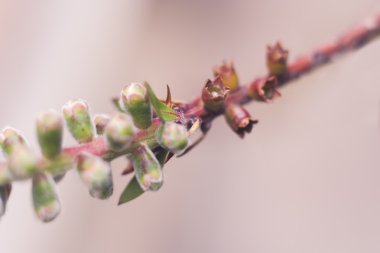 Callistemon tomurcukları