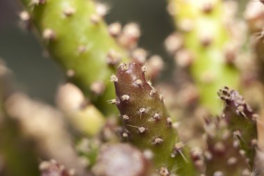 Bir kaktüs - Austrocylindropuntia subulata Close-up