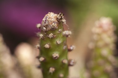 Bir kaktüs - Austrocylindropuntia subulata Close-up