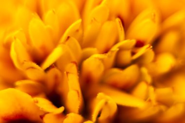 Güzel bir Fransız kadife çiçeği - glandulifera patula close-up