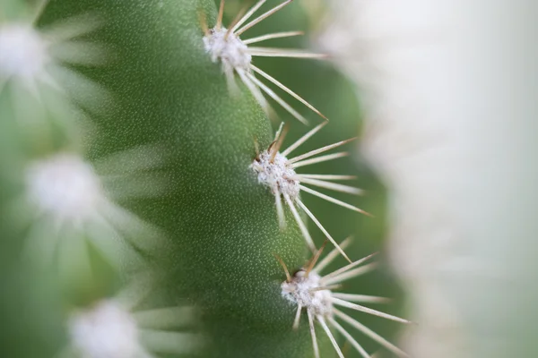 Primer plano de un cactus espinoso — Foto de Stock